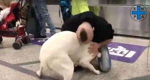 Il dogo Iceberg, è stato liberato, la gioia del padrone | Video