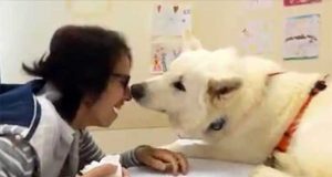 La Pet therapy con due cani pastore contro la Sla La Pet therapy con due cani pastore contro la Sla