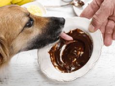 Natale con il cane: i pericoli del cibo e l’avvelenamento da cioccolato