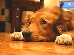 Come proteggere i nostri amici pelosi dai botti di Capodanno