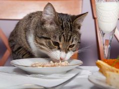 Natale, il mangiare degli umani è veleno per i gatti Natale, il mangiare degli umani è veleno per i gatti
