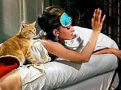 Orangey, il nome del gatto più conosciuto nel mondo del cinema Orangey, il nome del gatto più conosciuto nel mondo del cinema