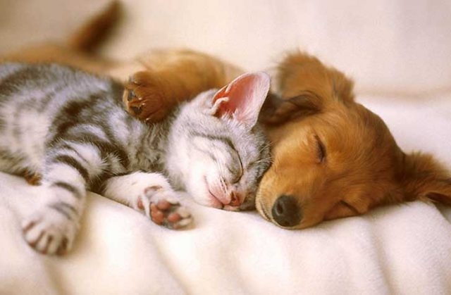 Una famiglia su tre ha un animale, metà sono salvati dalla strada