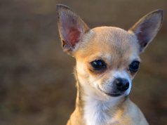 Le 5 razze di cani più piccoli al mondo