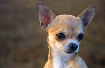 Le 5 razze di cani più piccoli al mondo