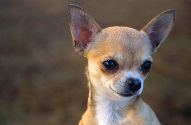 Chihuahua-1