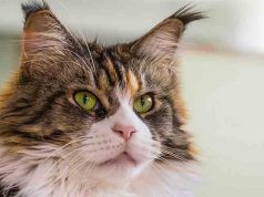Gatti manipolati geneticamente contro le allergie al pelo Il Maine Coon, l’imponente ed affettuoso gatto