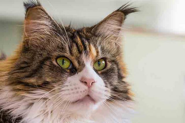 Il Maine Coon, l’imponente ed affettuoso gatto Il Maine Coon, l’imponente ed affettuoso gatto