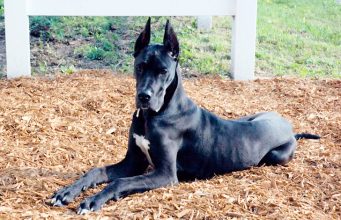 Le 5 razze di cani più grandi al mondo