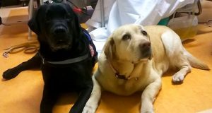 Pet therapy, reagisce dopo mesi in stato minima coscienza Pet therapy, reagisce dopo mesi in stato minima coscienza
