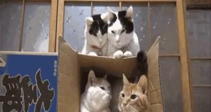 Oggi è il #CatDay, i gatti padroni dei social | Video