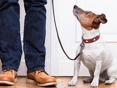 Guinzagli per cani: sicurezza e libertà di movimento A spasso con il cane, tutte le regole a Natale