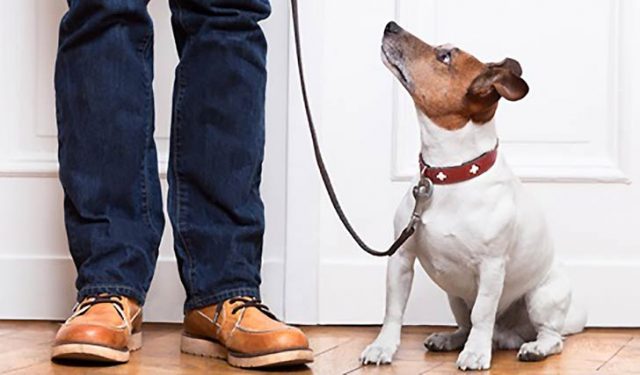 cane-guinzaglio A spasso con il cane, tutte le regole a Natale