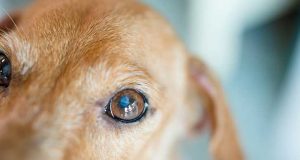 Sos agli animali, una mail dal Viminale: la legge Oggi è la giornata del cane, il miglior amico dell’uomo