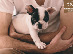 Come e quale razza di cane scegliere