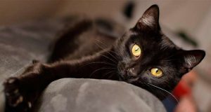 Festa del Gatto, alcuni miti da sfatare per il nostro amico Festa del Gatto, alcuni miti da sfatare per il nostro amico