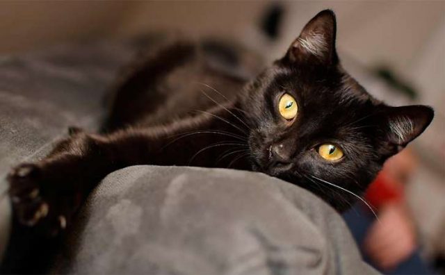 Festa del Gatto, alcuni miti da sfatare per il nostro amico Festa del Gatto, alcuni miti da sfatare per il nostro amico