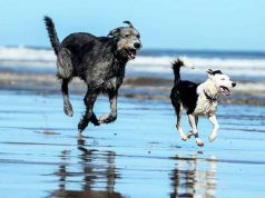 I nostri amici pelosi in vacanza: prevenire i problemi dovuti al caldo I nostri amici pelosi in vacanza: prevenire i problemi dovuti al caldo