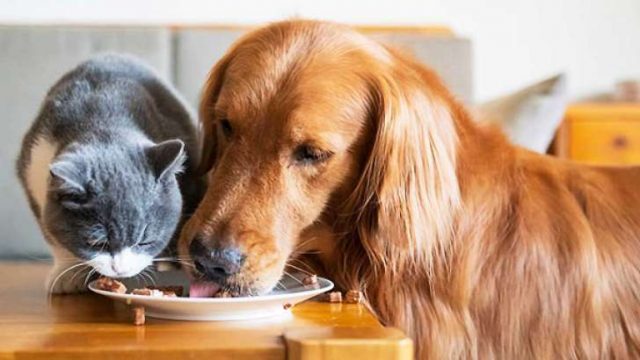 Quali sono i cibi tossici per i nostri amici a quattro zampe? Quali sono i cibi tossici per i nostri amici a quattro zampe?