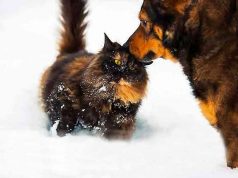 I nostri pelosetti, 10 consigli su come comportarsi d’inverno I nostri pelosetti, 10 consigli su come comportarsi d’inverno