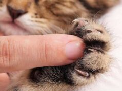 Unghie del gatto: un aspetto da preservare nel migliore dei modi Unghie del gatto: un aspetto da preservare nel migliore dei modi