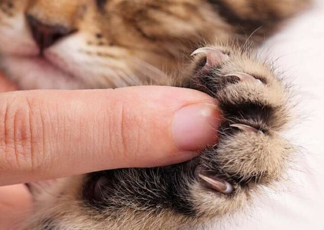 unghie gatto Unghie del gatto: un aspetto da preservare nel migliore dei modi