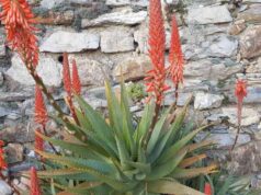 Piante e fiori tossici per i nostri amici a quattro zampe