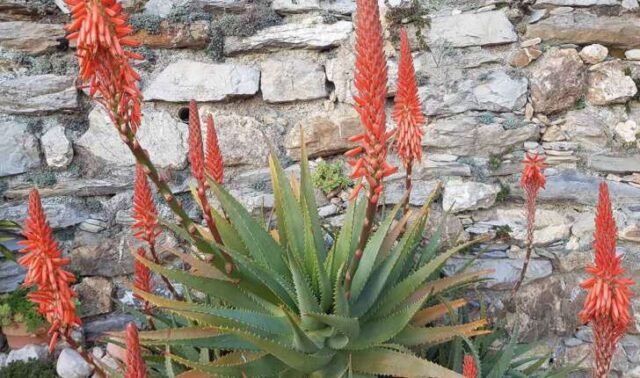 Aloe-fiorita