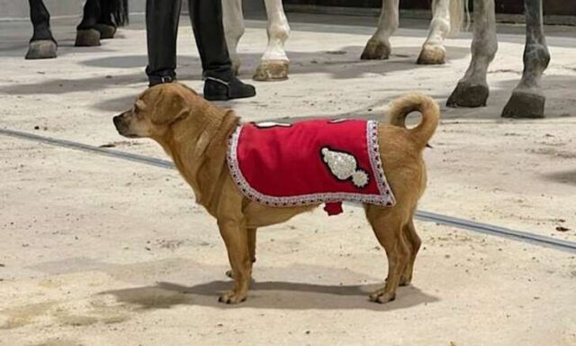 Briciola, una cagnolina in divisa tra le autorità dello Stato