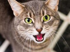 Neonata abbandonata in un canale, salvata grazie al miagolio dei gatti Neonata abbandonata in un canale, salvata grazie al miagolio dei gatti