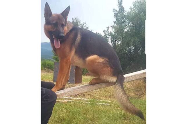 Kaos il cane-eroe di Amatrice è morto avvelenato