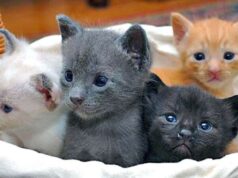 Quattro gattini gettati nei rifiuti: un cane li trova Quattro gattini gettati nei rifiuti: un cane li trova