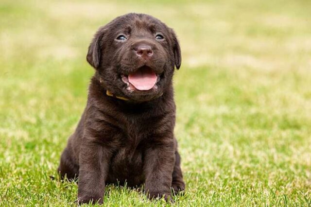 Prato sintetico: oggi è sempre più pet friendly