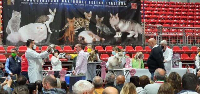 felina 2022genova 4 Torna nel weekend World Cats all’RDS Stadium di Genova