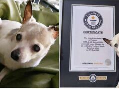 Pebbles, il cane più vecchio del mondo Pebbles, il cane più vecchio del mondo