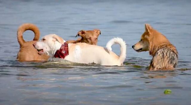 A tutta acqua! Quattro zampe in vacanza si raccontano