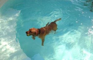 Quattro zampe in piscina: “Non ci penso nemmeno!” Quattro zampe in piscina