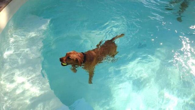 Quattro zampe in piscina Quattro zampe in piscina