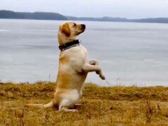 Labrador retriever, tutto ciò che devi sapere Labrador retriever, tutto ciò che devi sapere