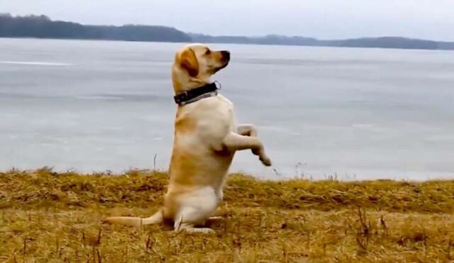 Labrador retriever, tutto ciò che devi sapere