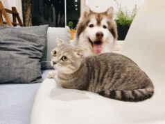 La convivenza tra cane e gatto nella stessa casa: i consigli utili La convivenza tra cane e gatto nella stessa casa: i consigli utili