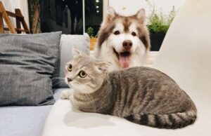 La convivenza tra cane e gatto nella stessa casa: i consigli utili La convivenza tra cane e gatto nella stessa casa: i consigli utili