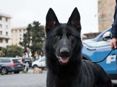 Almo, un Pastore Tedesco donato alla Polizia di Stato Almo, un Pastore Tedesco donato alla Polizia di Stato