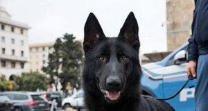 Almo, un Pastore Tedesco donato alla Polizia di Stato Almo, un Pastore Tedesco donato alla Polizia di Stato