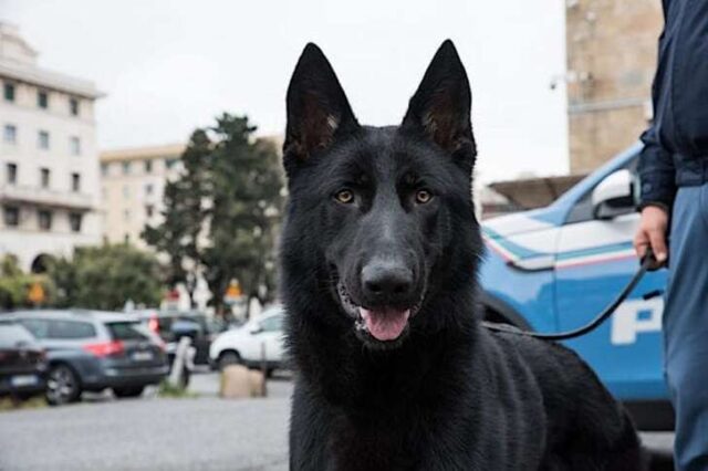 Almo, un Pastore Tedesco donato alla Polizia di Stato