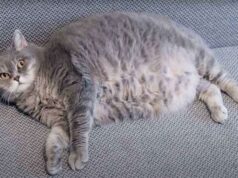 Aiutare micio e fido a ristabilirsi dopo le Feste: i dieci consigli Dieci consigli per aiutare micio e fido a ristabilirsi dopo le Feste