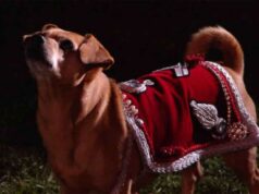 Briciola: la fedele cagnetta che ha affascinato il Festival di Sanremo Briciola: la fedele cagnetta che ha affascinato il Festival di Sanremo