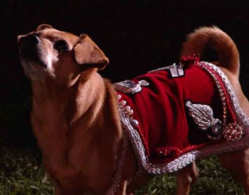 Briciola: la fedele cagnetta che ha affascinato il Festival di Sanremo Briciola: la fedele cagnetta che ha affascinato il Festival di Sanremo