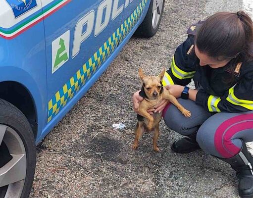 Abbandoni estivi e animali in difficoltà: i consigli di LNDC Animal Protection Abbandoni estivi e animali in difficoltà: i consigli di LNDC Animal Protection