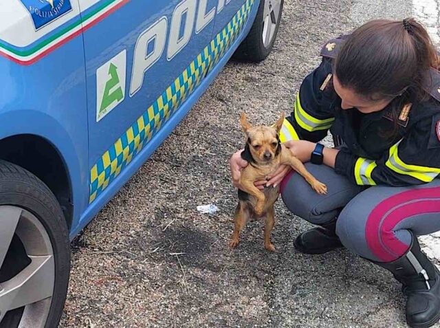polizia cagnetta ritrovata Abbandoni estivi e animali in difficoltà: i consigli di LNDC Animal Protection